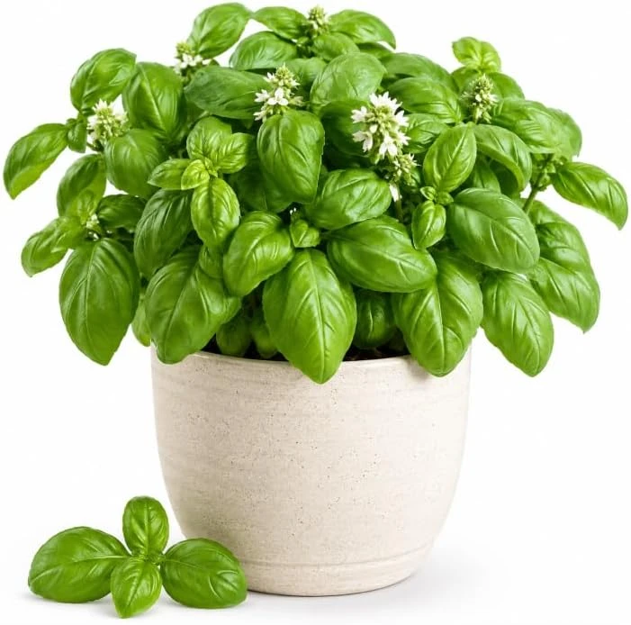 Sweet Basil Live Plant - 2 Plants Per Pot, 4-6 Inch Tall, Large Leaf Herb for Indoor & Outdoor - Image 1