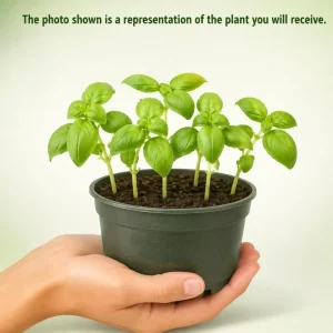 Sweet Basil Live Plant – 4 Inch Pot, 3-5 Inches Tall, 2 Plants – Culinary Herb - Image 4