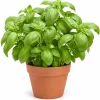 Sweet Basil Live Plant – 4 Inch Pot, 3-5 Inches Tall, 2 Plants – Culinary Herb - Image 1