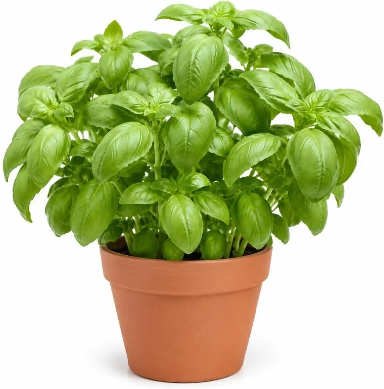 Sweet Basil Live Plant – 4 Inch Pot, 3-5 Inches Tall, 2 Plants – Culinary Herb - Image 1