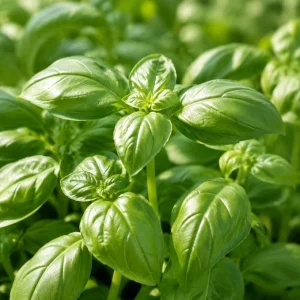 Sweet Basil Live Plants - 7-10 Seedlings, 4 Inch Pot, 3-5 Inches Tall, Culinary Herb for Indoor & Outdoor Growing - Image 4