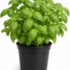 Sweet Basil Live Plants - 7-10 Seedlings, 4 Inch Pot, 3-5 Inches Tall, Culinary Herb for Indoor & Outdoor Growing - Image 1