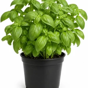 Sweet Basil Live Plants - 7-10 Seedlings, 4 Inch Pot, 3-5 Inches Tall, Culinary Herb for Indoor & Outdoor Growing - Image 1