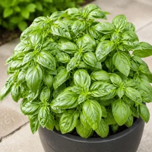 Sweet Basil Live Plants - 7-10 Seedlings, 4 Inch Pot, 3-5 Inches Tall, Culinary Herb for Indoor & Outdoor Growing - Image 7