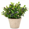 Sweet Black Huckleberry Live Plant Bush – Outdoor Garden – 2-4 Inch Tall, 1.5 Inch Pot - Image 1