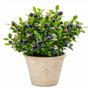 Sweet Black Huckleberry Live Plant Bush – Outdoor Garden – 2-4 Inch Tall, 1.5 Inch Pot - Image 1