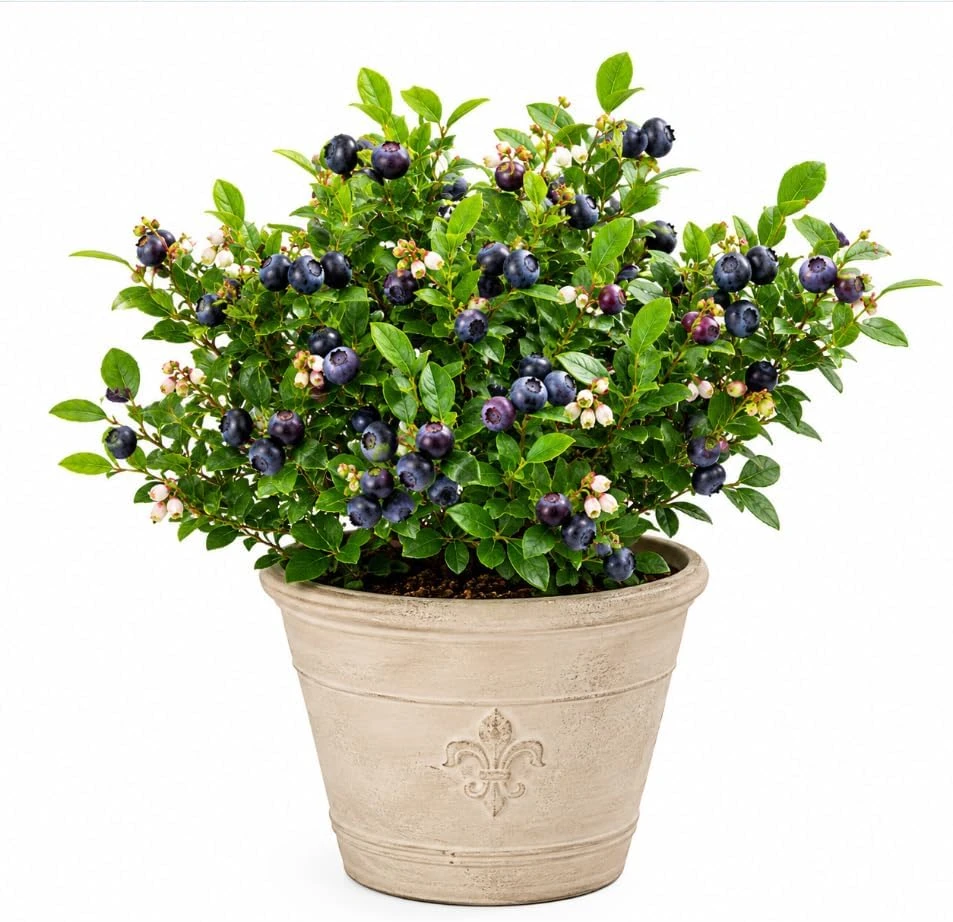 Sweet Black Huckleberry Live Plant Bush – Outdoor Garden – 2-4 Inch Tall, 1.5 Inch Pot - Image 1