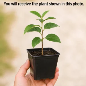 Sweet Persimmon Live Plant – 6-12 Inch Fruit Tree in Quart Pot – Outdoor Planting - Image 2