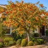Sweet Persimmon Live Plant – 6-12 Inch Fruit Tree in Quart Pot – Outdoor Planting - Image 1