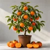 Sweet Persimmon Tree Live Plant – 6-12 Inch Tall – Quart Pot – Outdoor Fruit - Image 1