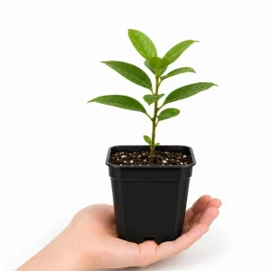 Sweetbay Magnolia Live Plant - Fragrant White Flowers, 6-12 Inch Tall, Quart Pot, Outdoor Tree - Image 2