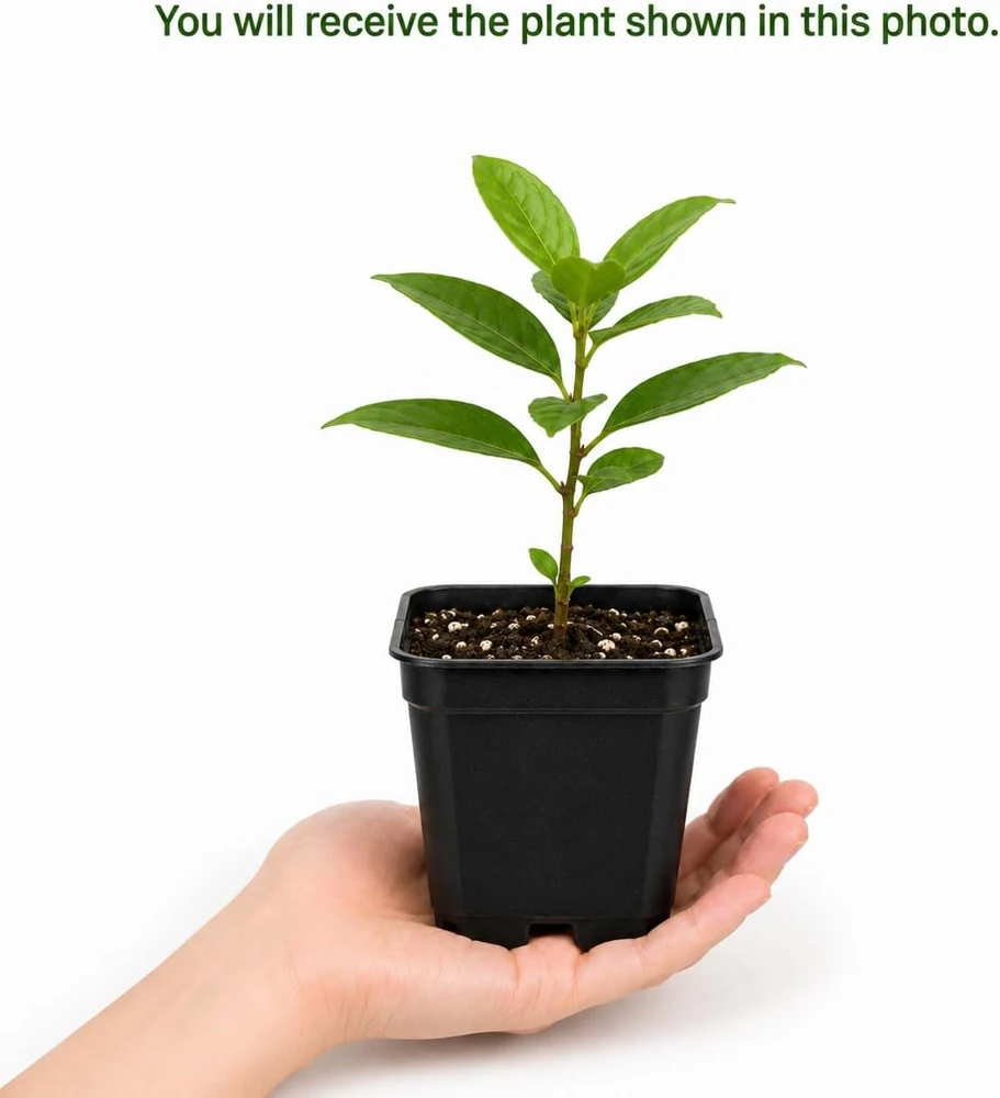 Sweetbay Magnolia Live Plant - Fragrant White Flowers, 6-12 Inch Tall, Quart Pot, Outdoor Tree - Image 2