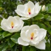 Sweetbay Magnolia Live Plant - Fragrant White Flowers, 6-12 Inch Tall, Quart Pot, Outdoor Tree - Image 1