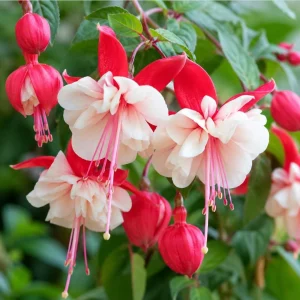 Swingtime Fuchsia Live Plant – Red & White Flowers – 4-6 inch Tall – 6 Inch Pot – Outdoor - Image 3