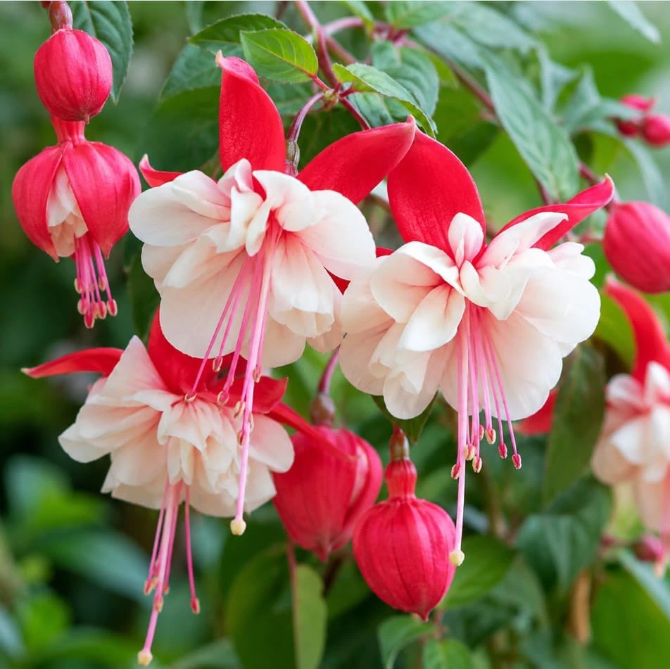 Swingtime Fuchsia Live Plant – Red & White Flowers – 4-6 inch Tall – 6 Inch Pot – Outdoor - Image 3