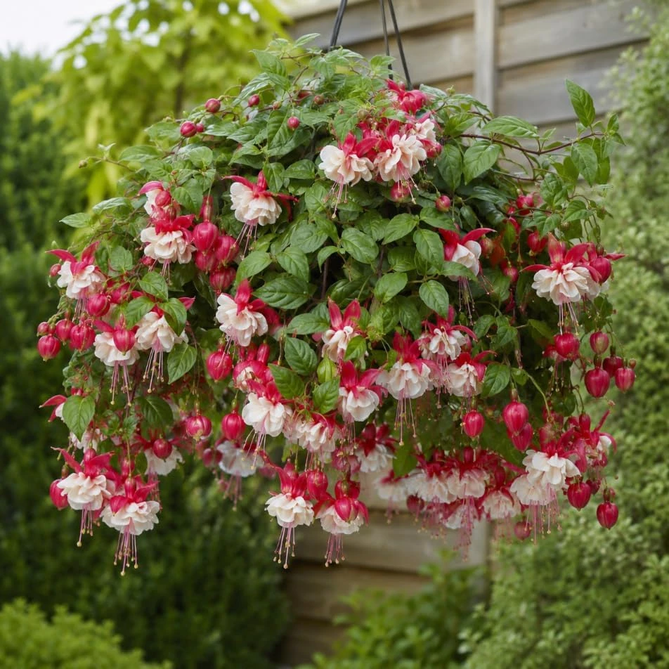 Swingtime Fuchsia Live Plant – Red & White Flowers – 4-6 inch Tall – 6 Inch Pot – Outdoor - Image 5