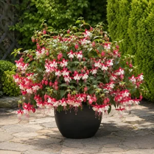 Swingtime Fuchsia Live Plant – Red & White Flowers – 4-6 inch Tall – 6 Inch Pot – Outdoor - Image 6