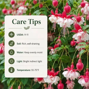 Swingtime Fuchsia Live Plant – Red & White Flowers – 4-6 inch Tall – 6 Inch Pot – Outdoor - Image 7