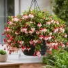Swingtime Fuchsia Live Plant – Red & White Flowers – 4-6 inch Tall – 6 Inch Pot – Outdoor - Image 1