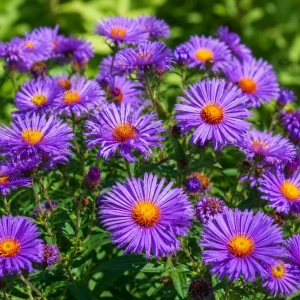 Tahoka Daisy Live Plant - Purple Aster Tree - 3-5 Inch Tall Outdoor Flower - Image 3