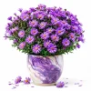 Tahoka Daisy Live Plant - Purple Aster Tree - 3-5 Inch Tall Outdoor Flower - Image 1