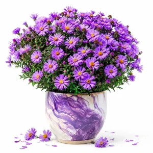 Tahoka Daisy Live Plant - Purple Aster Tree - 3-5 Inch Tall Outdoor Flower - Image 1