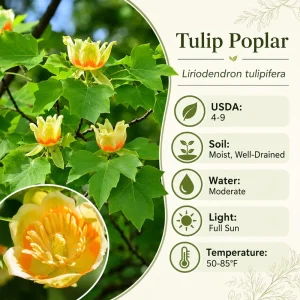 Tulip Poplar Tree Live Plant - 6-12 Inch Seedling, Quart Pot, Outdoor - Image 4