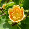 Tulip Poplar Tree Live Plant - 6-12 Inch Seedling, Quart Pot, Outdoor - Image 1