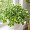 Variegated Cuban Oregano Live Plant 3-5" Tall, 2 Plants Per Pot, 4" Pot, Fragrant Trailing Herb - Image 1
