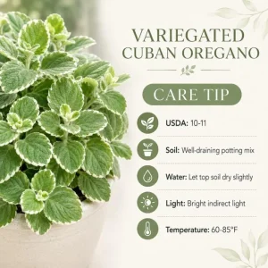 Variegated Cuban Oregano Live Plant 3-5" Tall, 2 Plants Per Pot, 4" Pot, Fragrant Trailing Herb - Image 2
