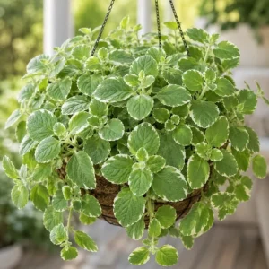 Variegated Cuban Oregano Live Plant 3-5" Tall, 2 Plants Per Pot, 4" Pot, Fragrant Trailing Herb - Image 3