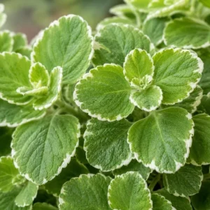 Variegated Cuban Oregano Live Plant 3-5" Tall, 2 Plants Per Pot, 4" Pot, Fragrant Trailing Herb - Image 4