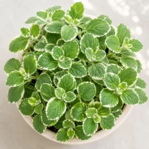 Variegated Cuban Oregano Live Plant 3-5" Tall, 2 Plants Per Pot, 4" Pot, Fragrant Trailing Herb - Image 5