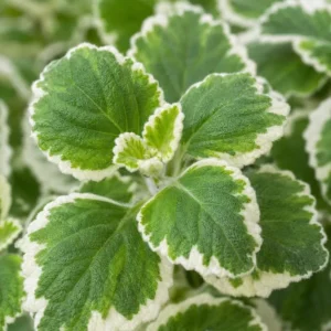 Variegated Cuban Oregano Live Plants - 2 Pack, Fragrant Herb, 3-5 Inch Tall for Indoor & Patio - Image 3