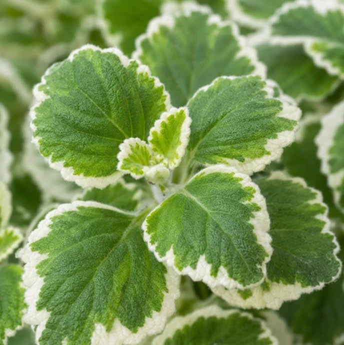 Variegated Cuban Oregano Live Plants - 2 Pack, Fragrant Herb, 3-5 Inch Tall for Indoor & Patio - Image 3