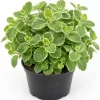 Variegated Cuban Oregano Live Plants - 2 Pack, Fragrant Herb, 3-5 Inch Tall for Indoor & Patio - Image 1