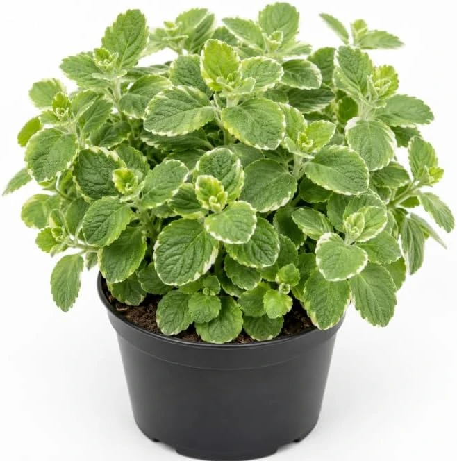 Variegated Cuban Oregano Live Plants - 2 Pack, Fragrant Herb, 3-5 Inch Tall for Indoor & Patio - Image 1