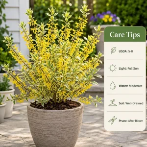 Variegated Forsythia Live Plant - Set of 2 Shrubs, Yellow Spring Flowers, 2.5 Inch Pot, Outdoor - Image 4