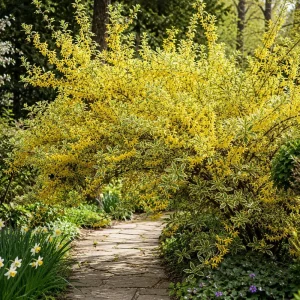 Variegated Forsythia Live Plant - Set of 2 Shrubs, Yellow Spring Flowers, 2.5 Inch Pot, Outdoor - Image 6