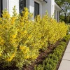 Variegated Forsythia Live Plant - Set of 2 Shrubs, Yellow Spring Flowers, 2.5 Inch Pot, Outdoor - Image 1