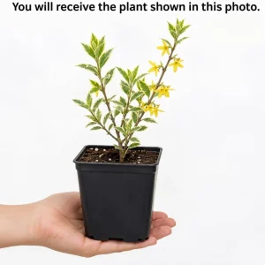 Variegated Forsythia Live Plant - Yellow Spring Flowers, Fast Growing Shrub, 2.5 Inch Pot, Outdoor - Image 2