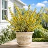 Variegated Forsythia Live Plant - Yellow Spring Flowers, Fast Growing Shrub, 2.5 Inch Pot, Outdoor - Image 1