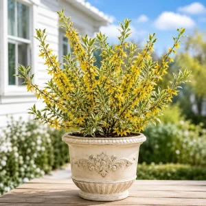 Variegated Forsythia Live Plant - Yellow Spring Flowers, Fast Growing Shrub, 2.5 Inch Pot, Outdoor - Image 1
