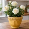 White Climbing Roses Live Plant - Fragrant Perennial Bush - 2-4 Inch Tall - Image 1