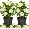 White Crown of Thorns Live Plant - 4-6 Inch Tall Euphorbia Milii in 4 Inch Pot for Indoor/Outdoor - Image 1