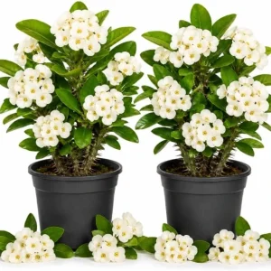 White Crown of Thorns Live Plant - 4-6 Inch Tall Euphorbia Milii in 4 Inch Pot for Indoor/Outdoor - Image 1