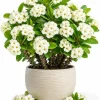 White Crown of Thorns Live Plant 4-6 Inch Tall, Euphorbia Milii, 4 Inch Pot, Indoor/Outdoor Succulent - Image 1