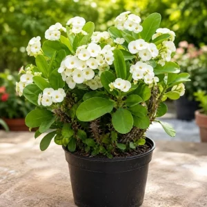 White Crown of Thorns Live Plant 4-6 Inch Tall, Euphorbia Milii, 4 Inch Pot, Indoor/Outdoor Succulent - Image 2