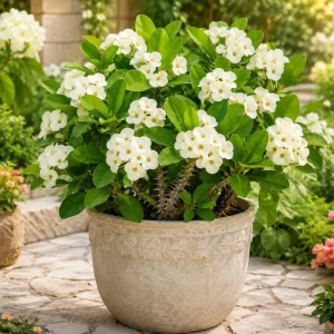 White Crown of Thorns Live Plant - 4-6 Inch Tall Euphorbia Milii in 4 Inch Pot for Indoor/Outdoor - Image 2