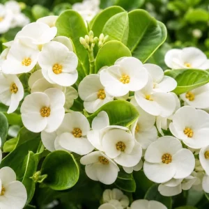 White Crown of Thorns Live Plant 4-6 Inch Tall, Euphorbia Milii, 4 Inch Pot, Indoor/Outdoor Succulent - Image 3